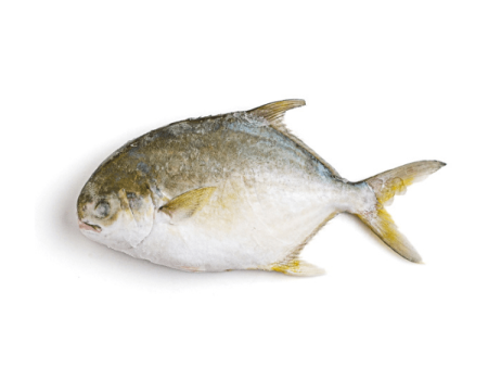 Frozen Fish Pompano 600-700g Whole Online Sale