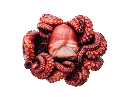 Seafood Boiled Octopus 1-1.2kg Whole Hot on Sale